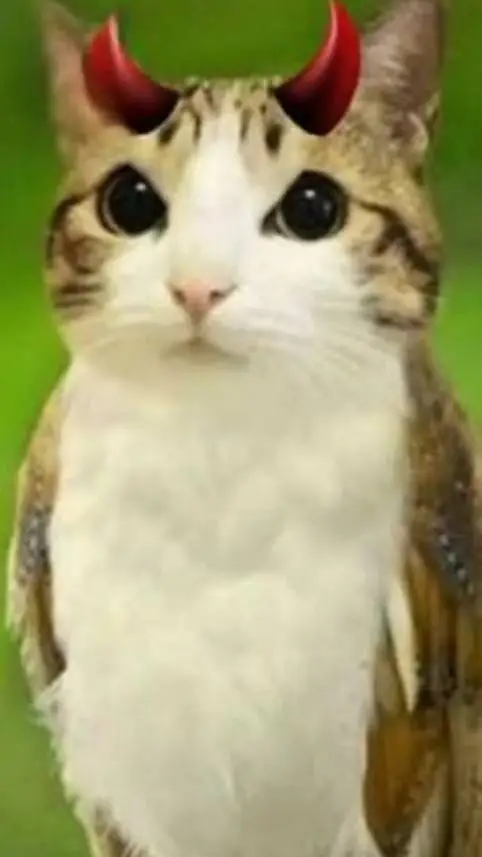 ai character: Meowl background