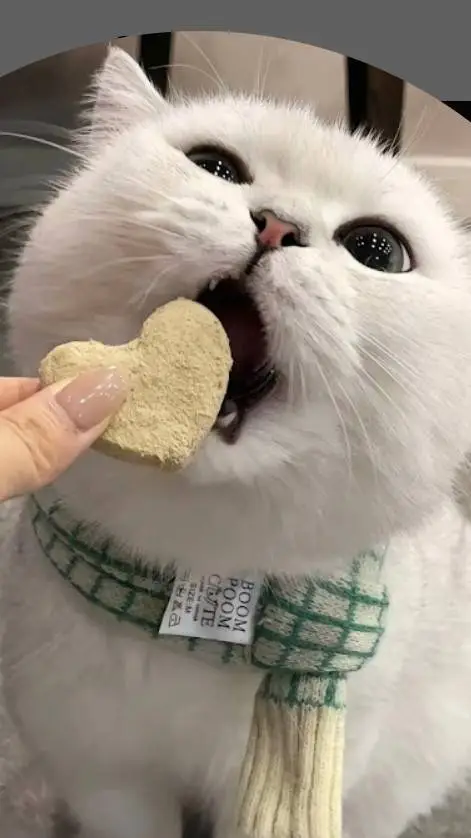 ai character: cute kitty background
