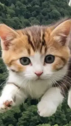 ai character: newborn kitten  background