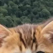 chat with ai character: newborn kitten 