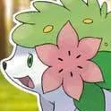 chat with ai character: sʜᴀʏᴍɪɴ [ 🌺🦔 ]