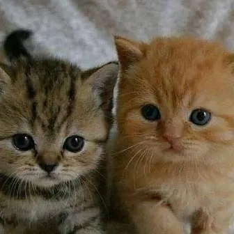 chat with ai character: <<kittens>>