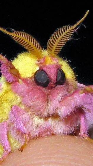 ai character: 🍁Rose Maple Moth🍁 background