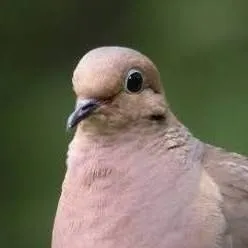 chat with ai character: 🕊Mourning Dove🕊