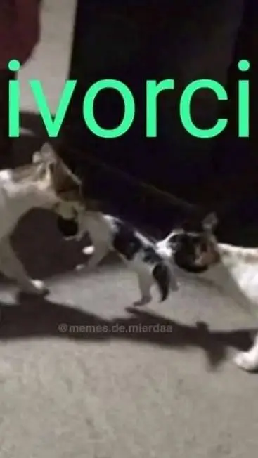 ai character: Divorcio 2.0 background