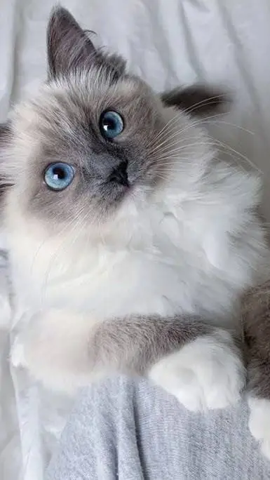 ai character: gatinho  background