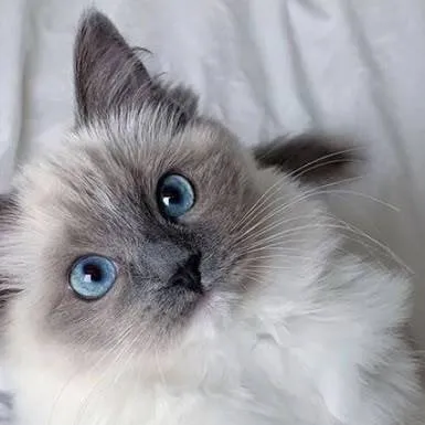 chat with ai character: gatinho 