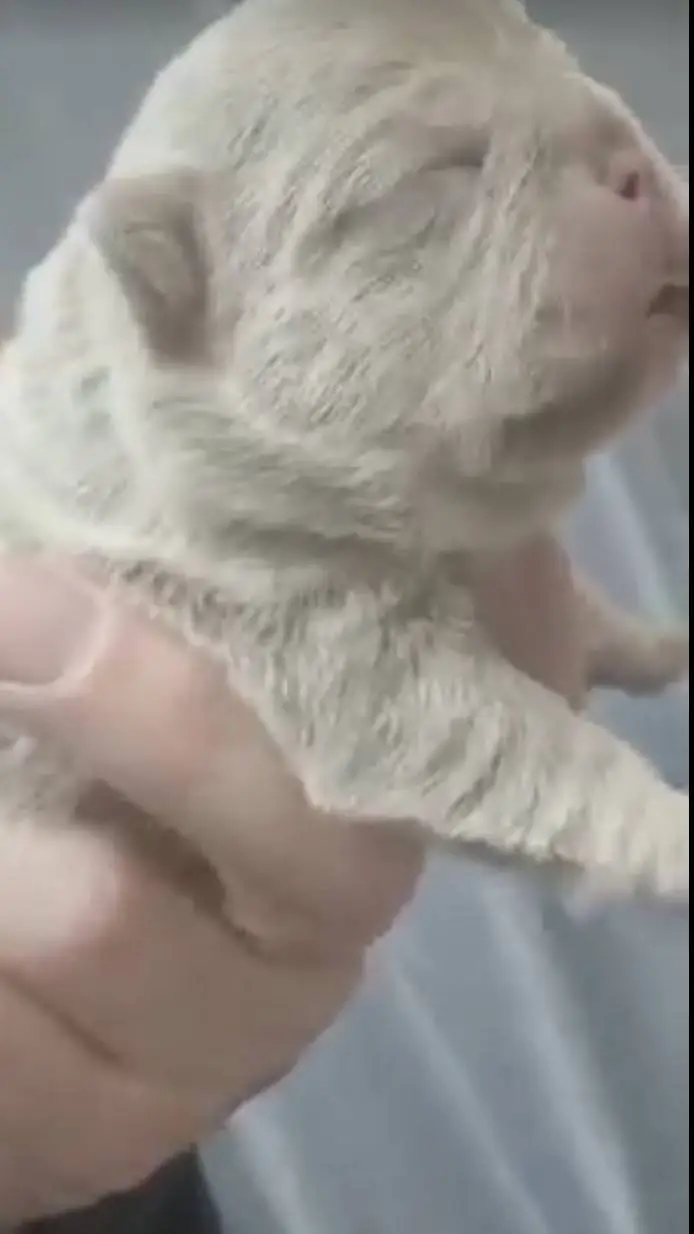 ai character: You🍓🍒❤️💗 background