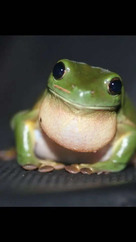 ai character: Frog :D background
