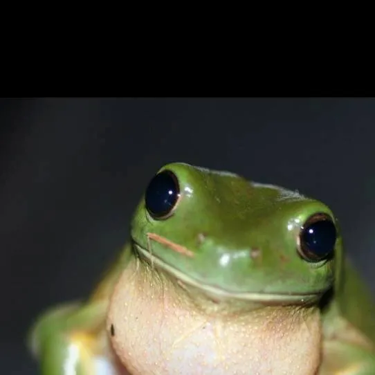 chat with ai character: Frog :D