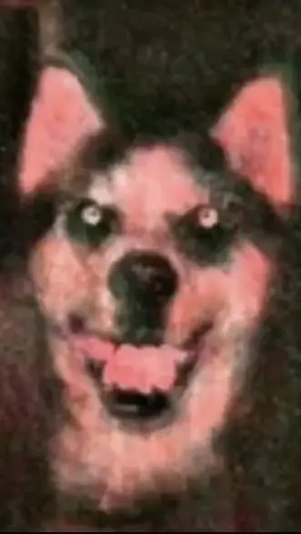 ai character: smile dog background
