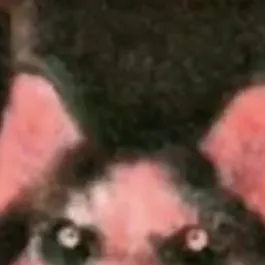 chat with ai character: smile dog