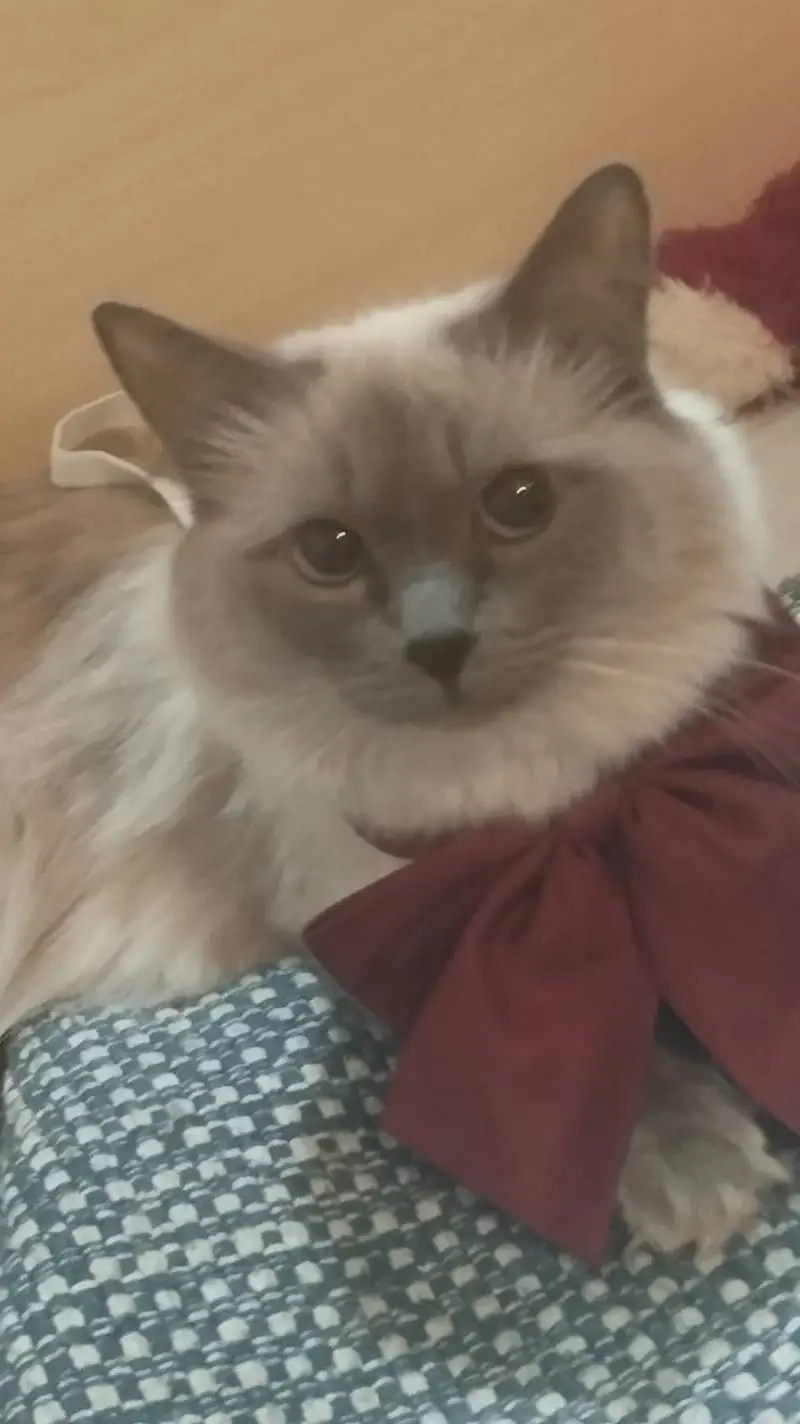 ai character: me background