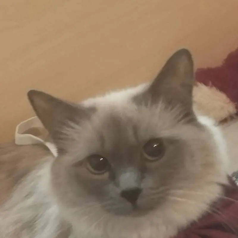 chat with ai character: me