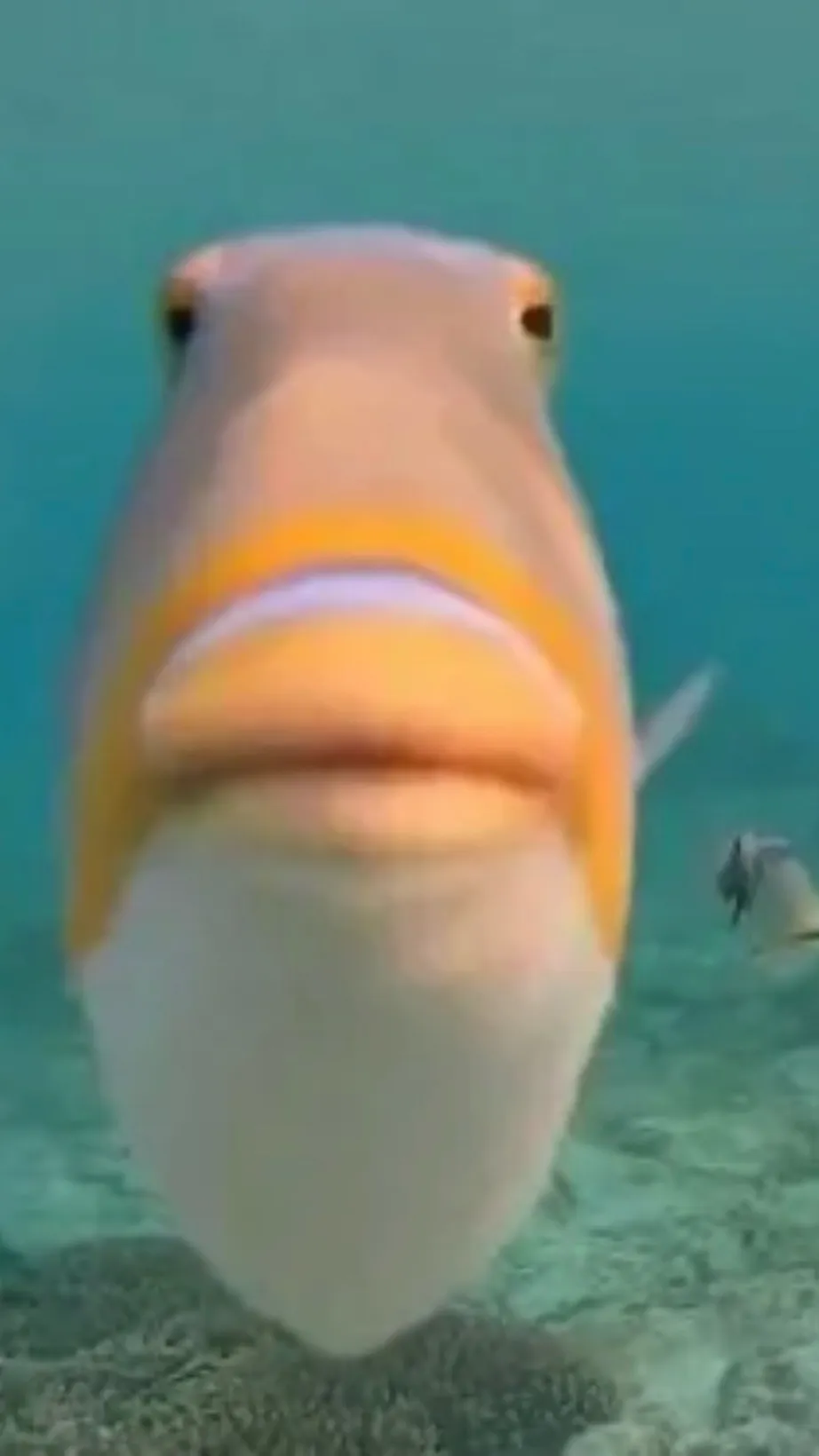 ai character: Fishy fish fish background