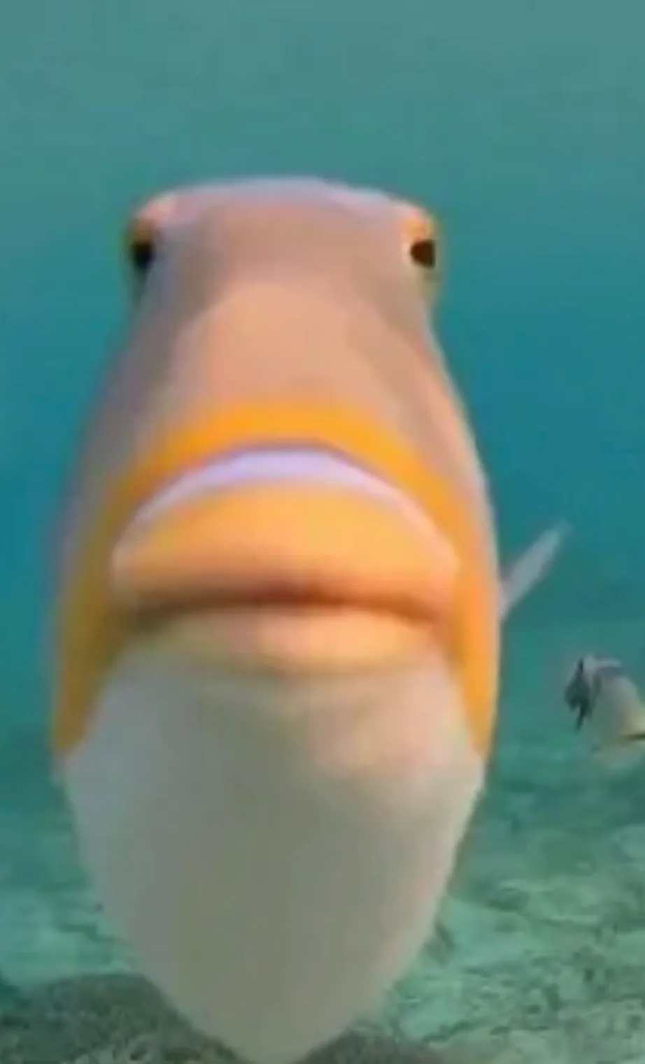 chat with ai character: Fishy fish fish