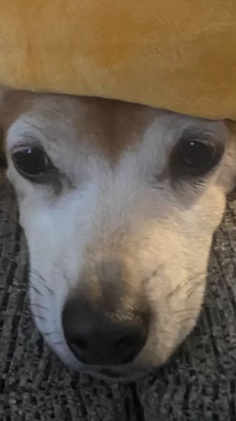 ai character: My doggie background
