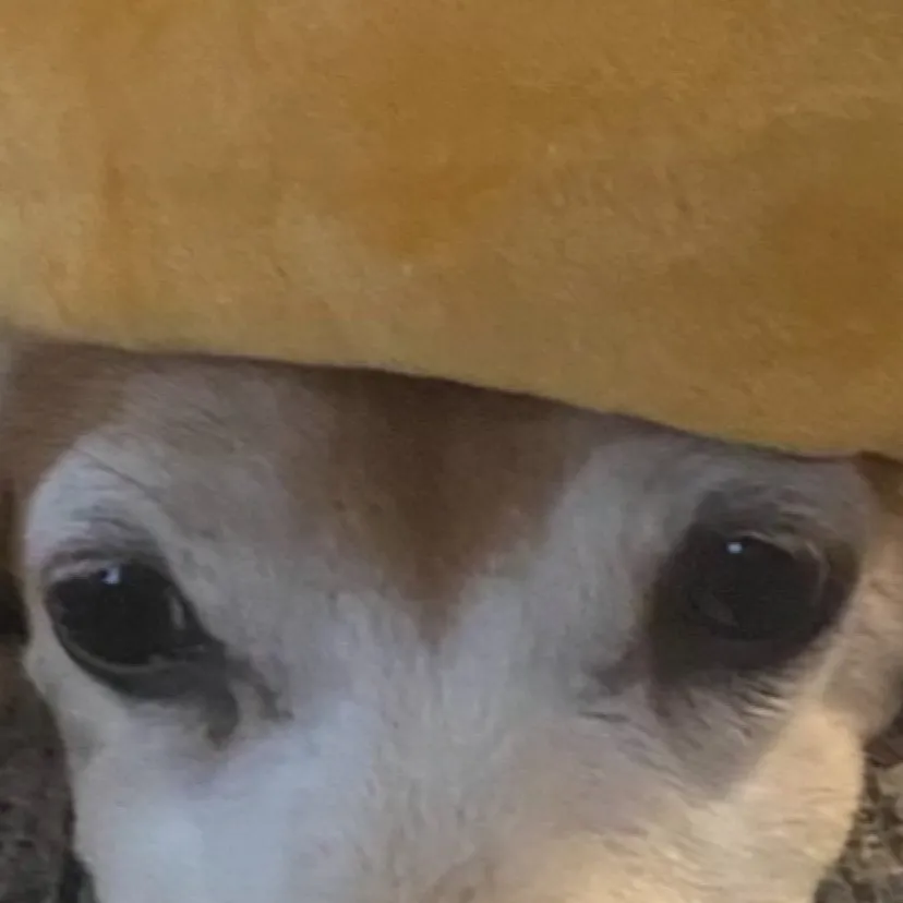 chat with ai character: My doggie