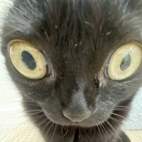 chat with ai character: un gato