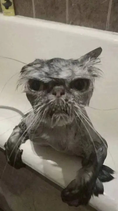 ai character: ugly homeless cat background
