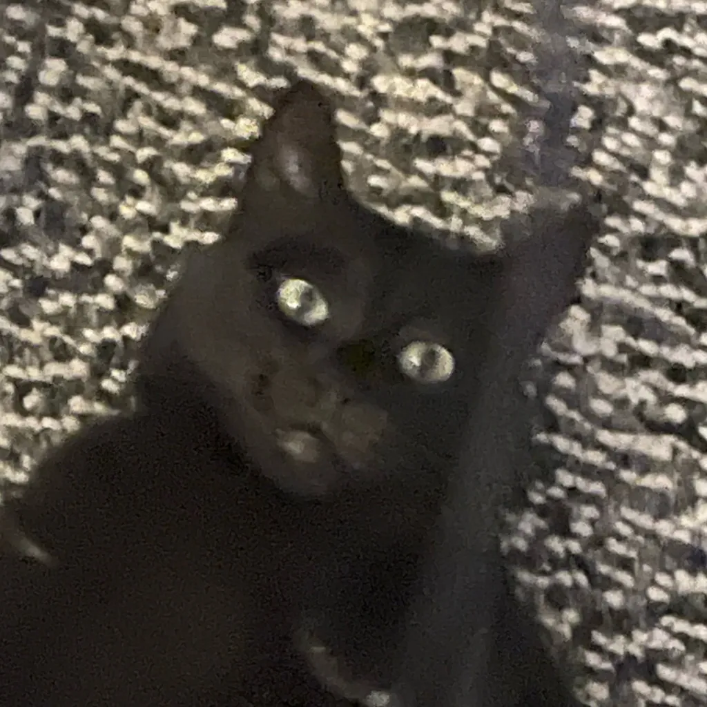 chat with ai character: Kawaki