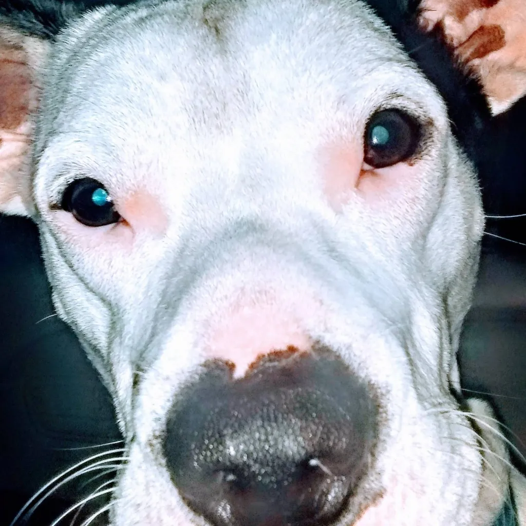 chat with ai character: Gilligan