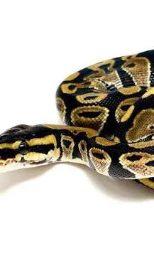 ai character: 🐍 HP Snake 🐍 background