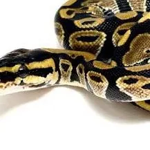 chat with ai character: 🐍 HP Snake 🐍