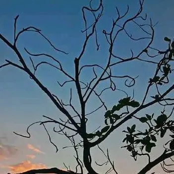 chat with ai character: Girl school only