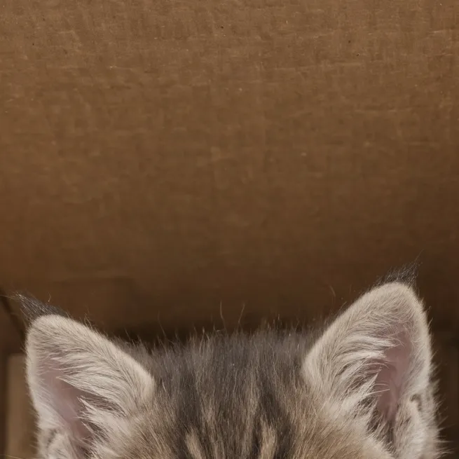 chat with ai character: poor kitten 