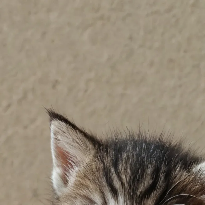 chat with ai character: little kitten 