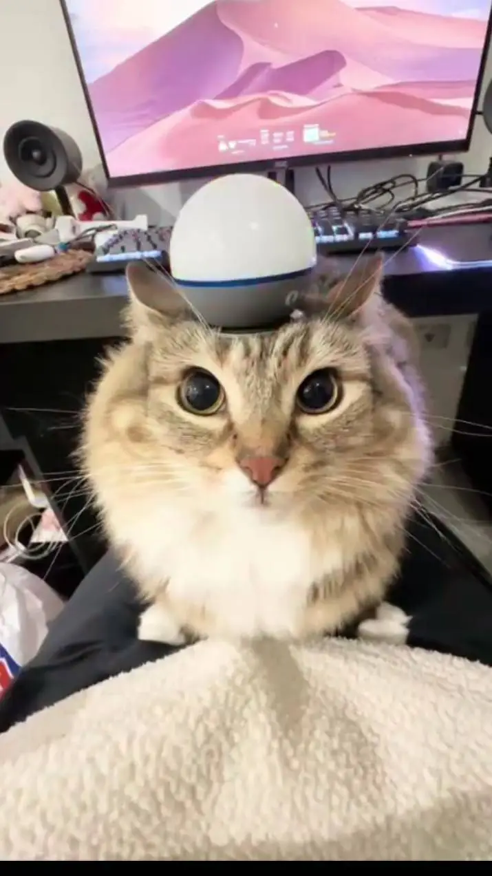 ai character: sprout ♥️♥️:3 background