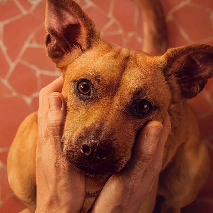 chat with ai character: Caramelo