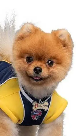 ai character: Pom-Pom background