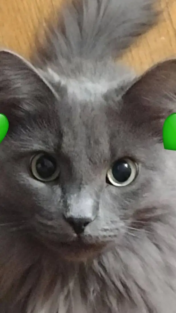 ai character: eli background