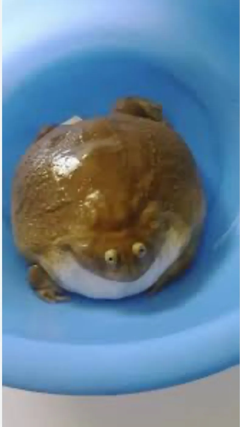 ai character: Budget frog background