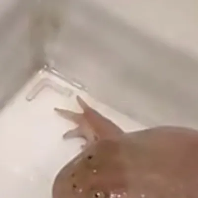 chat with ai character: You got a package