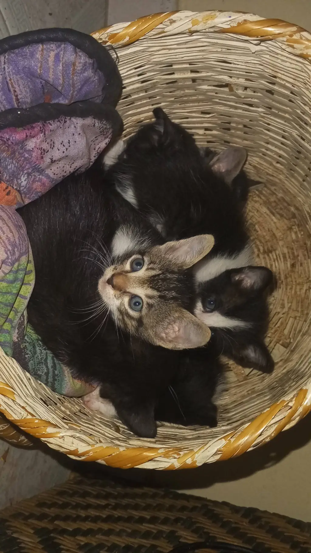 ai character: tus Neko  background