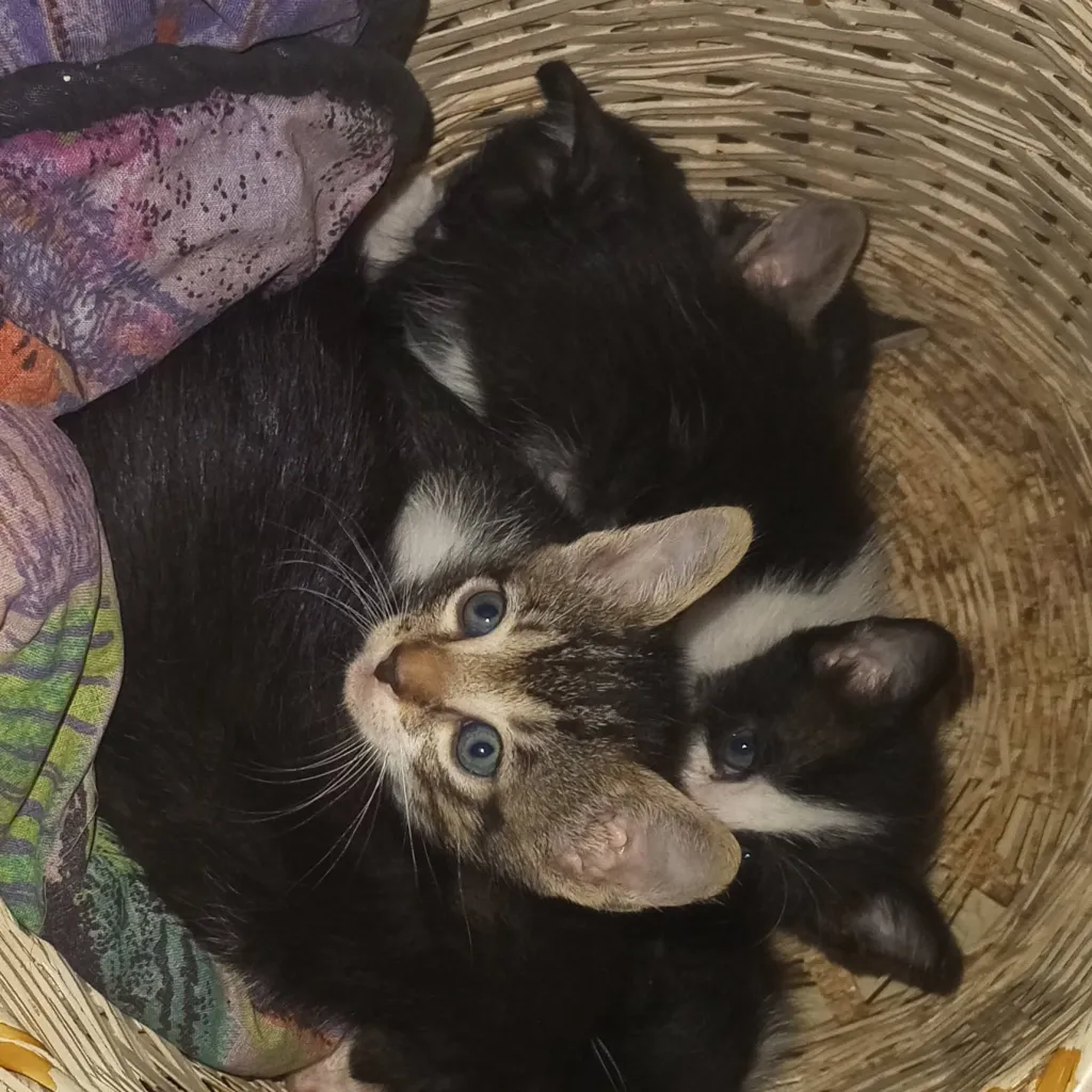 chat with ai character: tus Neko 