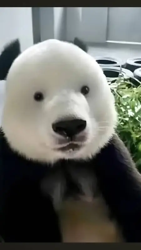 ai character: el panda sopapeado background