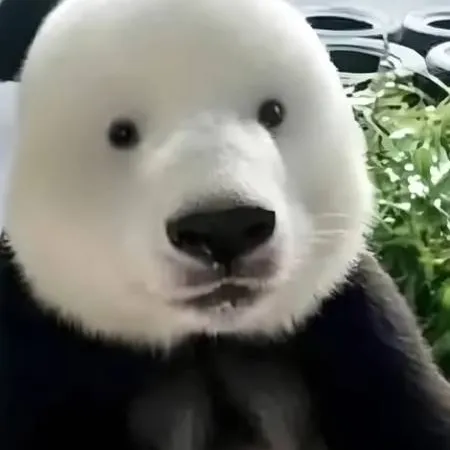 chat with ai character: el panda sopapeado