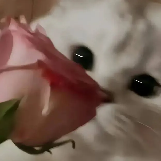 chat with ai character: Gatito con rosa 🌹🐱