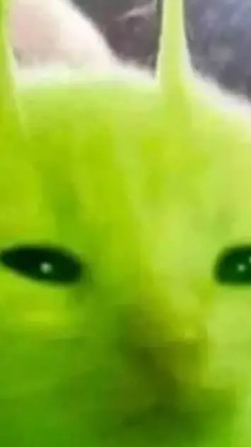 ai character: Gato_alien background