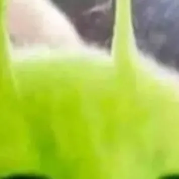 chat with ai character: Gato_alien