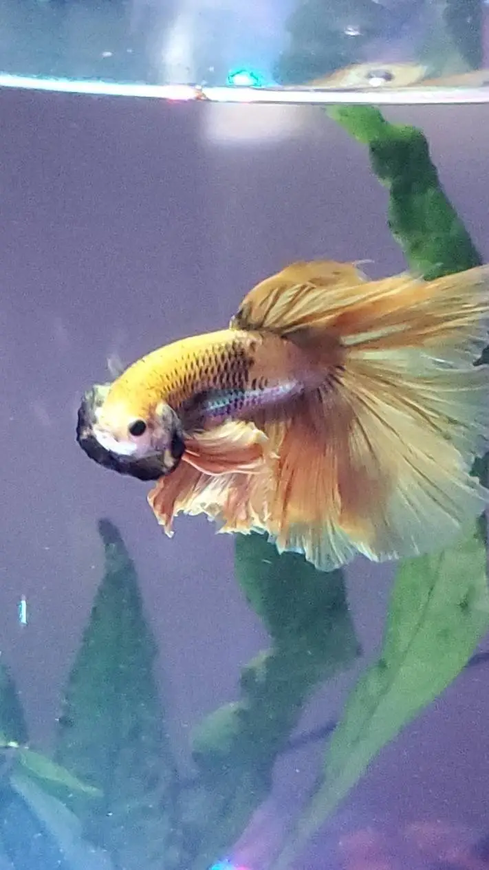 Talkie AI - Chat with Papaya