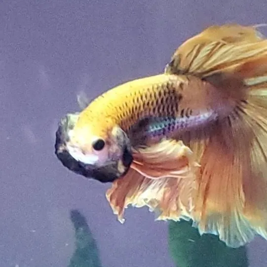 chat with ai character: Papaya