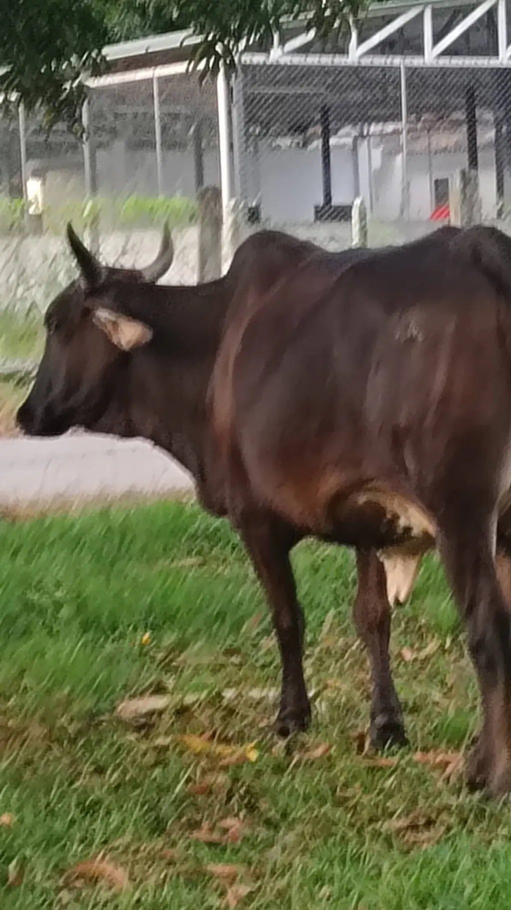 Talkie AI - Chat with el toro vaca 