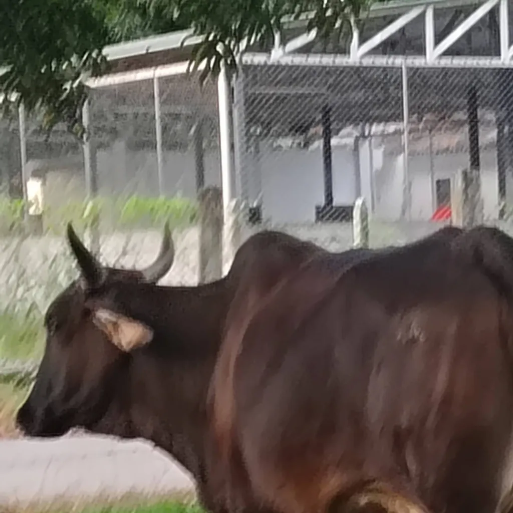 chat with ai character: el toro vaca 