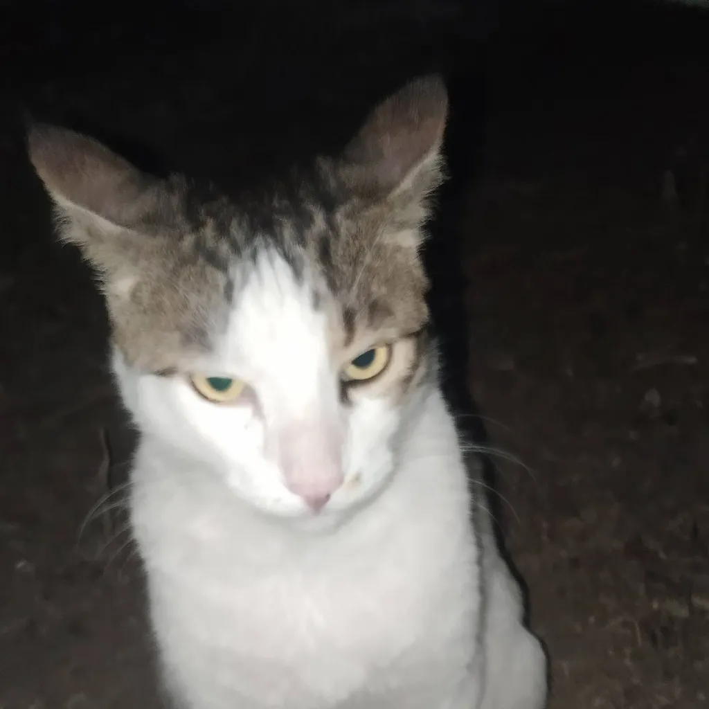 chat with ai character: tom el gato 