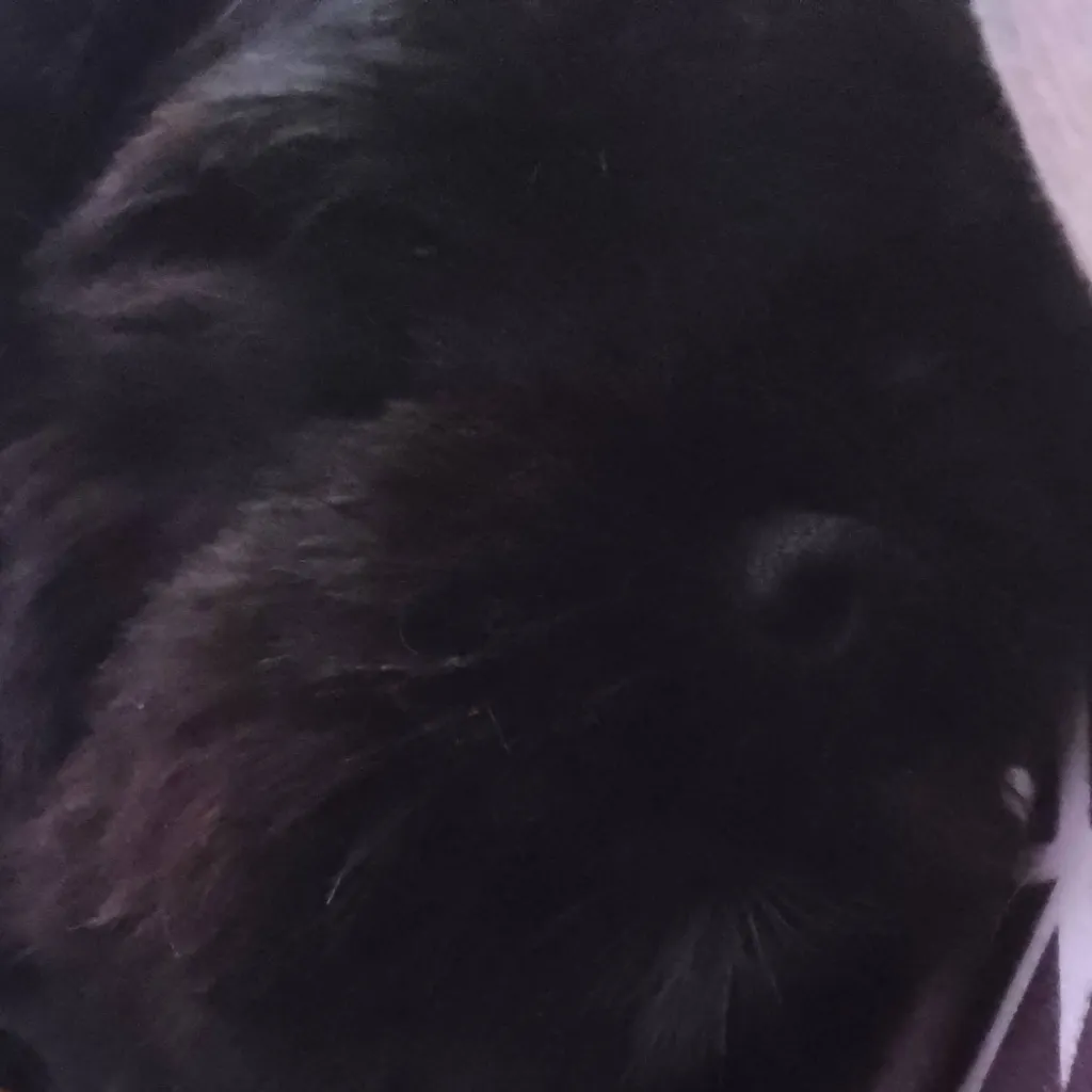 chat with ai character: Alice Fortescue 